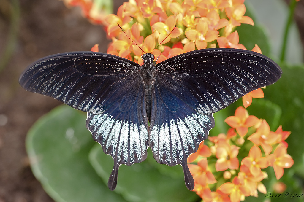 schmetterling8