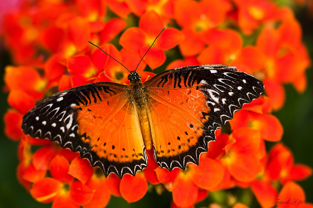 schmetterling9