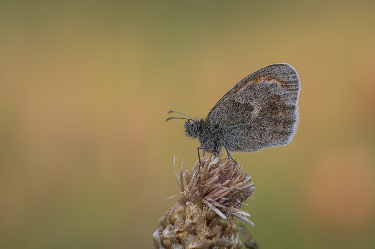 schmetterling_09.jpg
