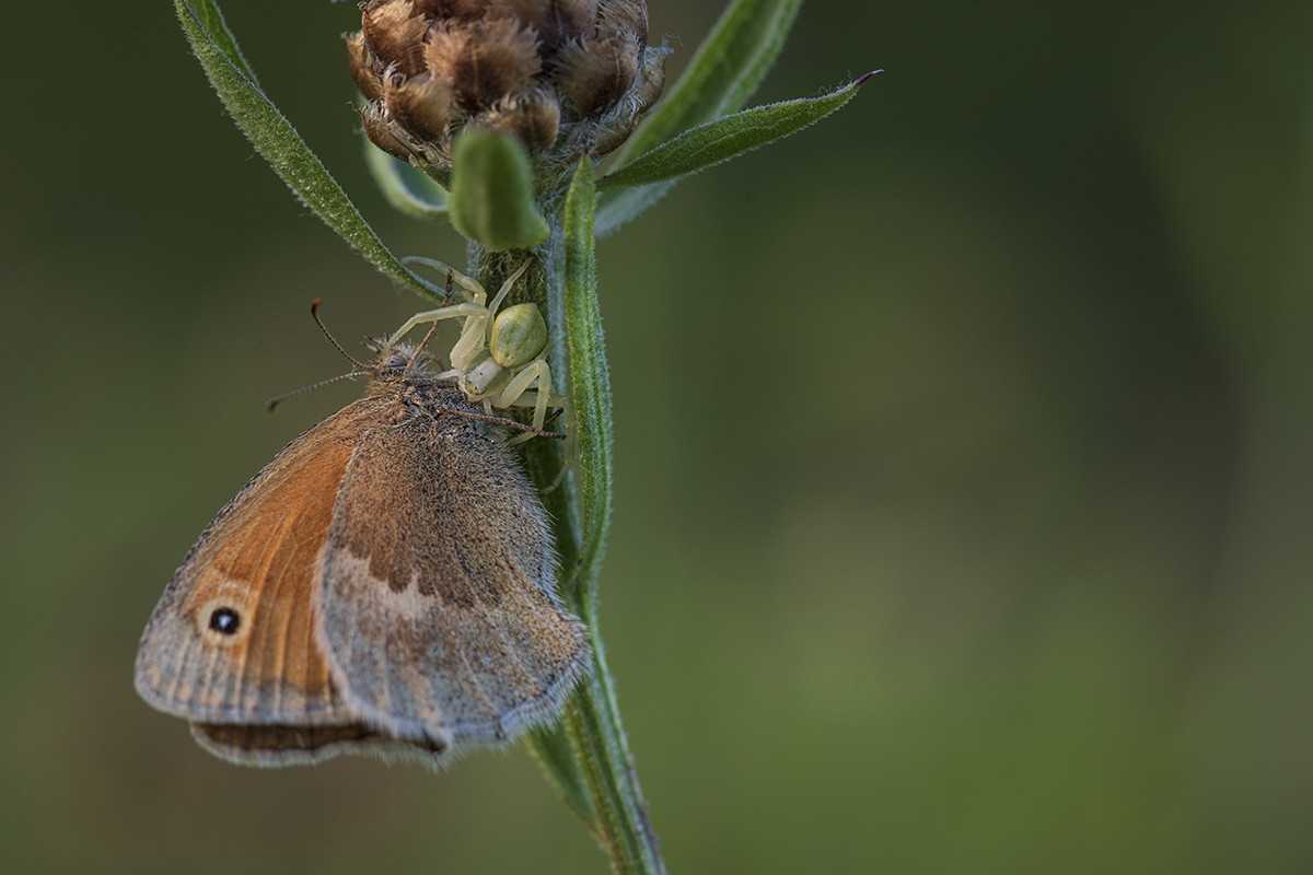 schmetterling_10.jpg