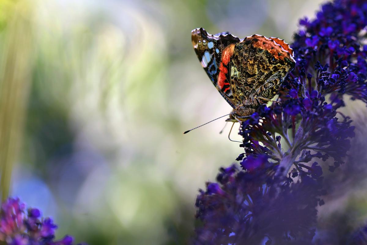 schmetterling_1203.jpg