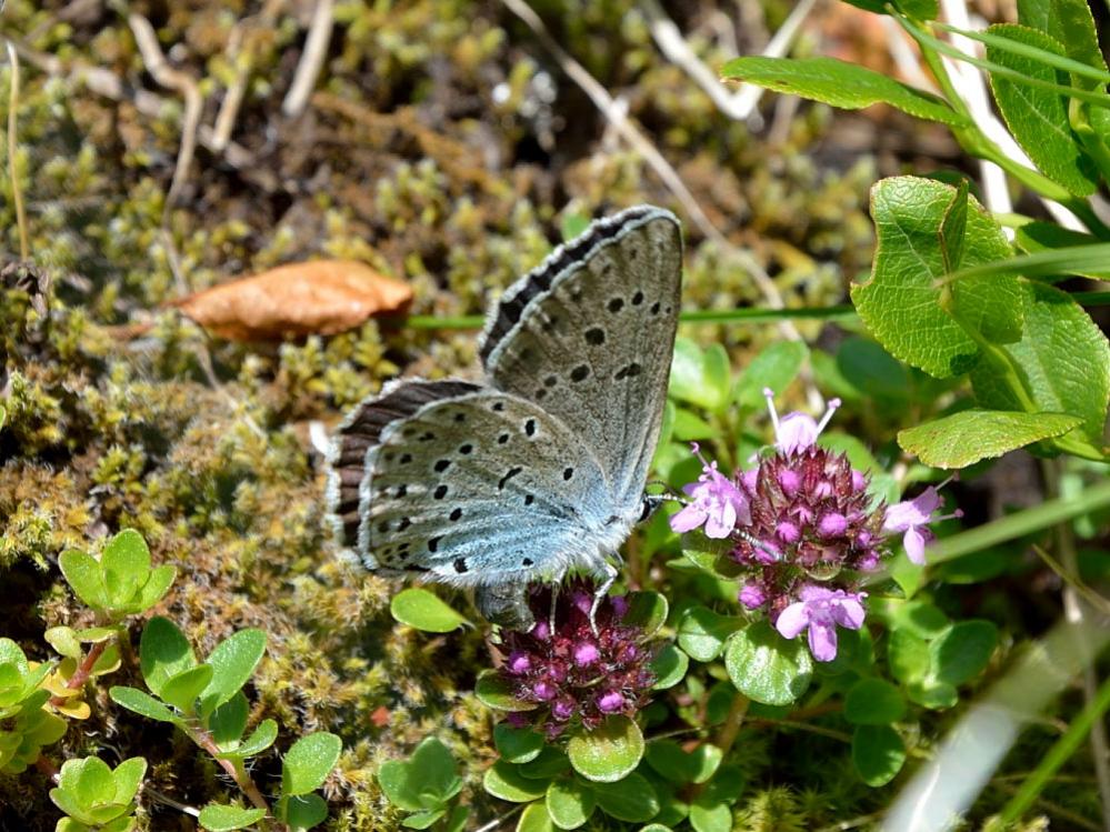 Schmetterling_2