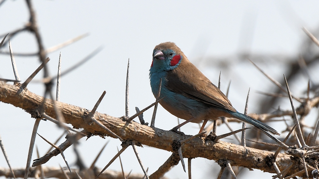 Schmetterlingastrild (Red-cheeked Cordon Bleu)
Katavi Nationalpark

s875 Katavi Red Cheeked CordonBleu 5505