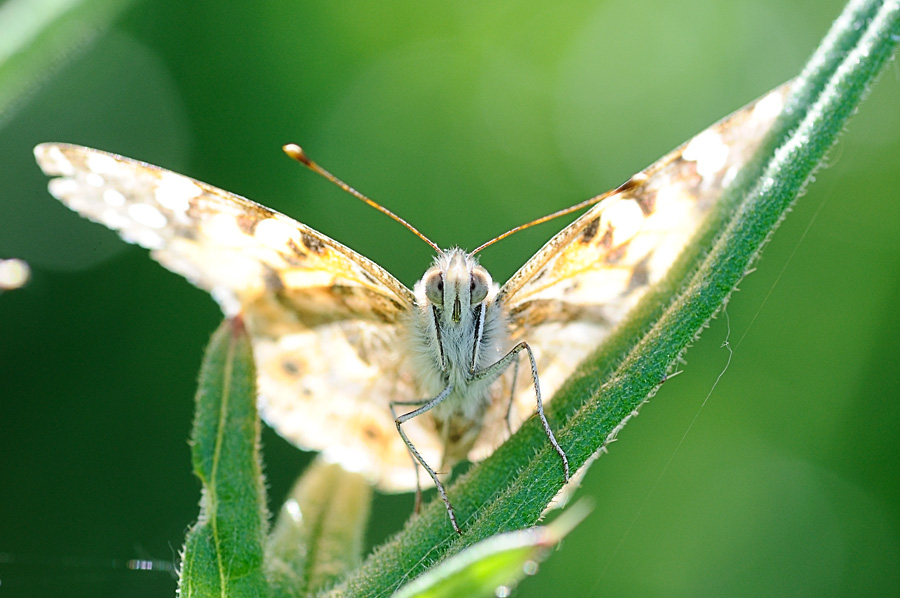 SchmetterlingBAA 2632