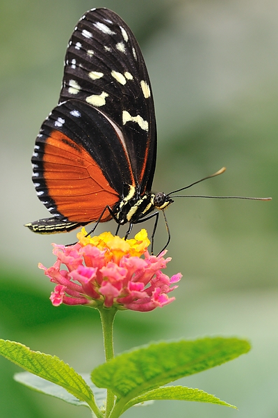 Schmetterlinge 2