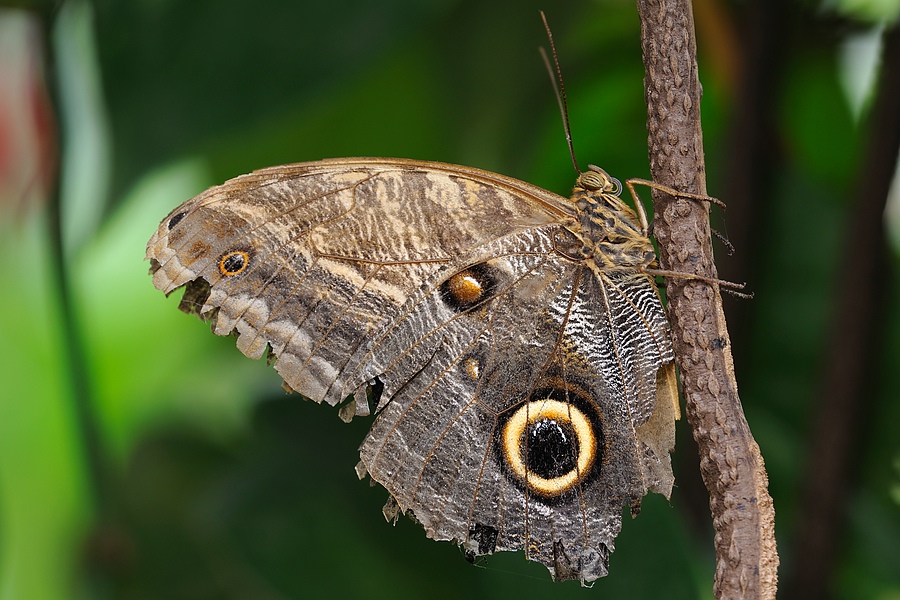 Schmetterlinge 3