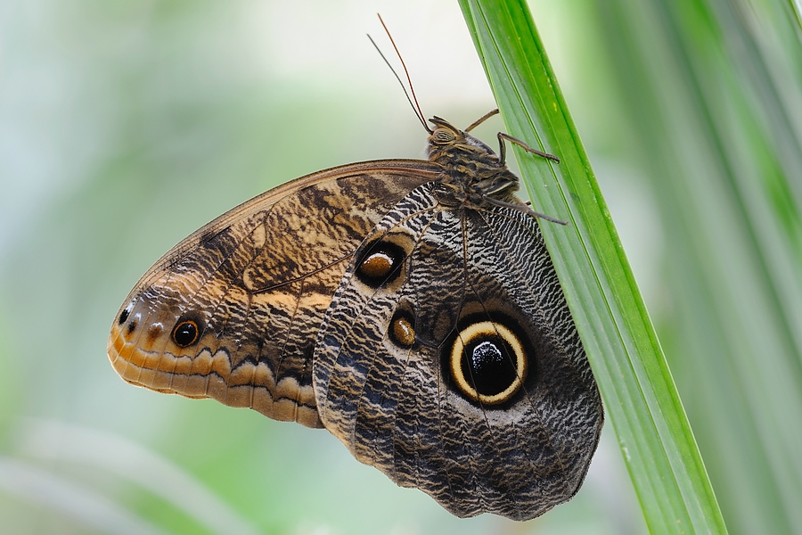 Schmetterlinge 4