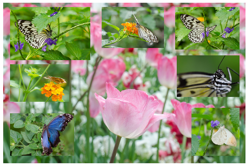 Schmetterlingscollage