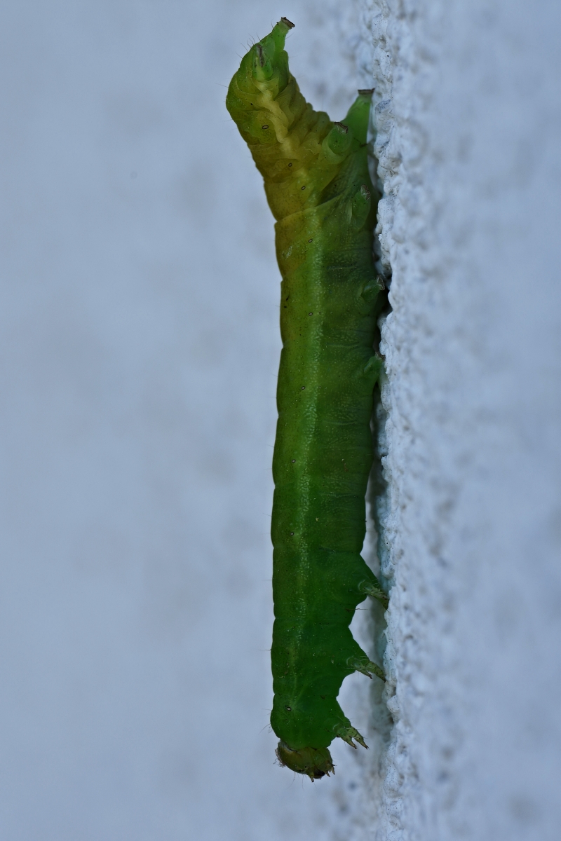 Schmetterlingsraupe (Achateule) klebt an Hauswand