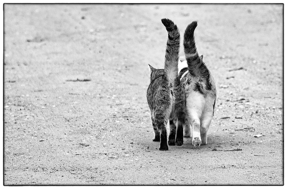 Schmusekatzen