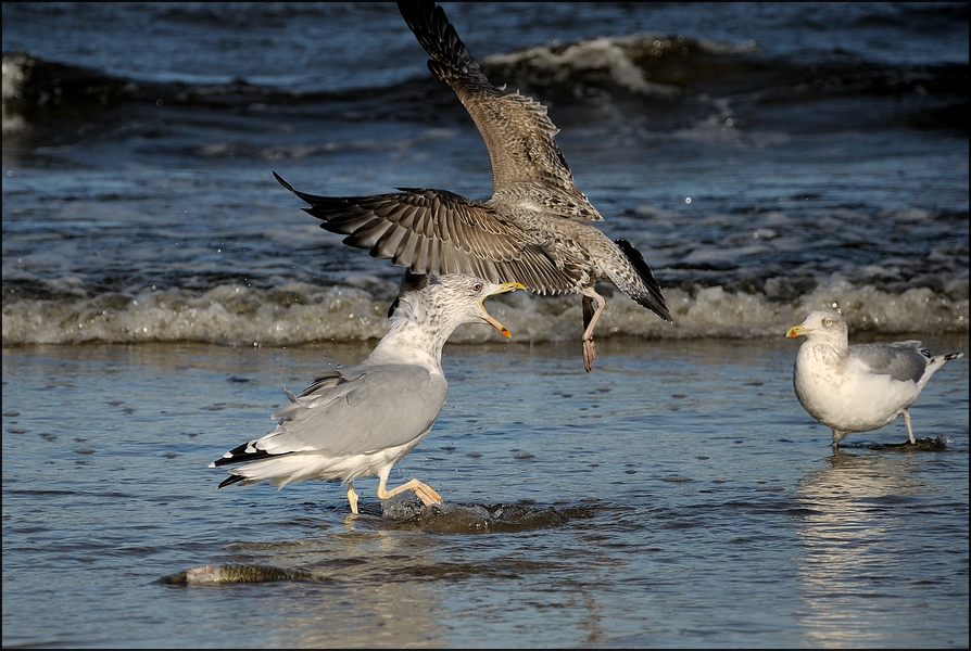 Schnabel weg, ist mein Fisch - Usedom