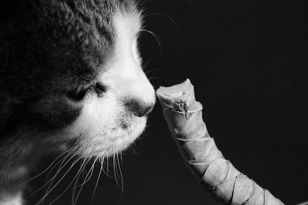 Schnappschuß b/w: eigentlich wollte ich nur meinen Palmensteckling fotographieren... Und da kam mir meine neugierige Katze vor die Linse :-D
