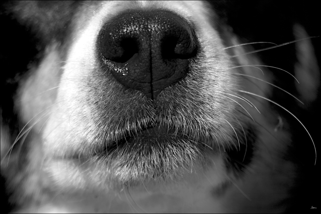 SchnauzeDSC 0201