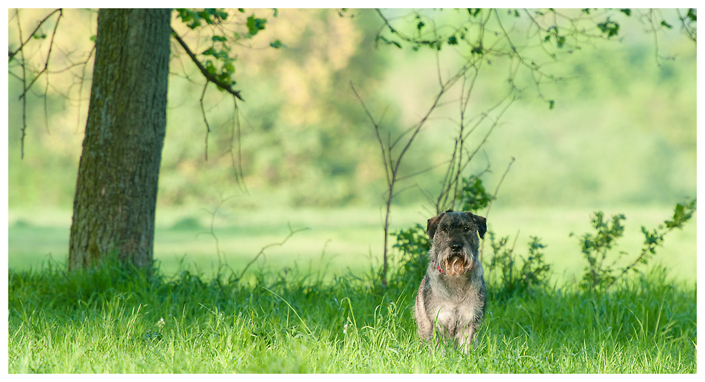 schnauzer