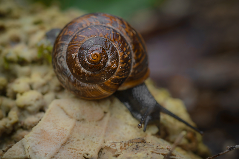 schnecke 001