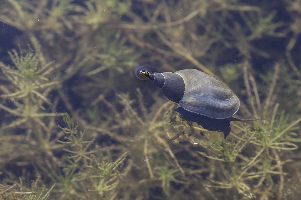schnecke 01