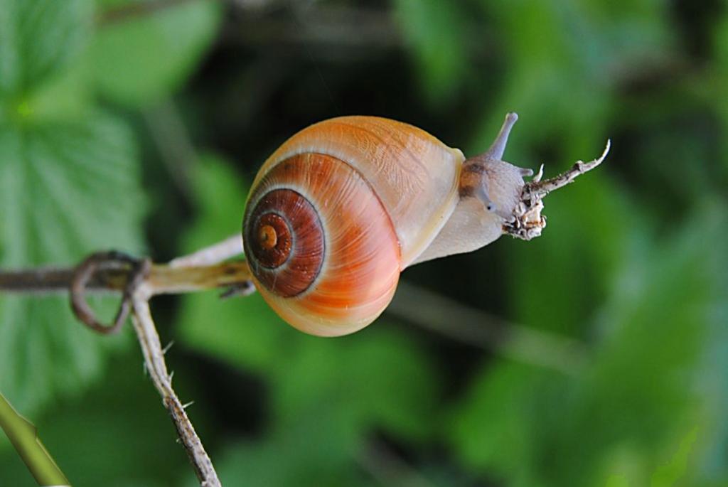 Schnecke 05 02 12 (6)