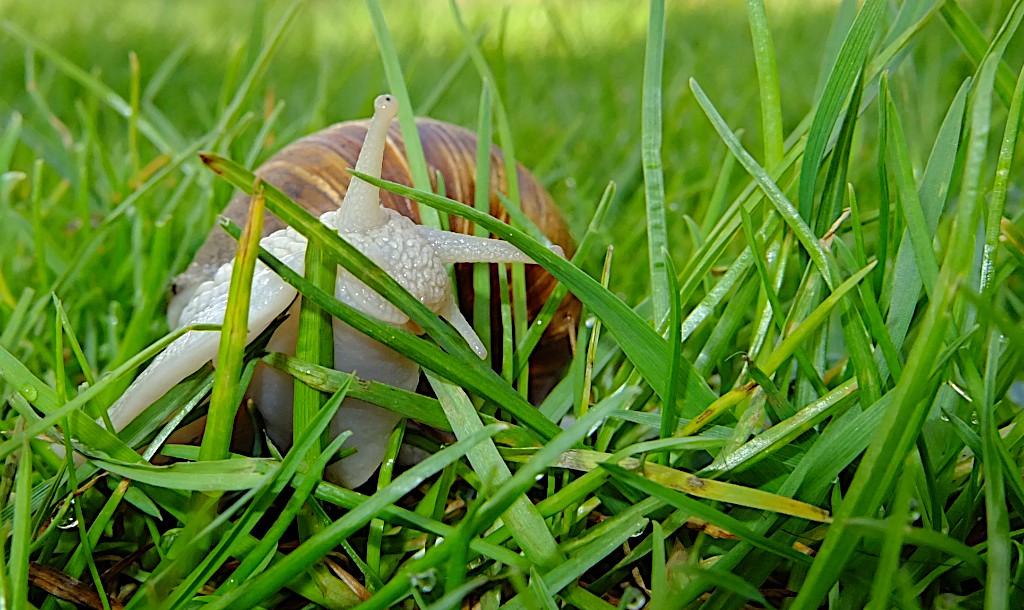 Schnecke (2)