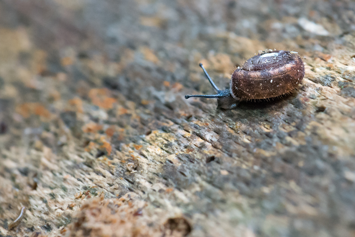 Schnecke 6001850