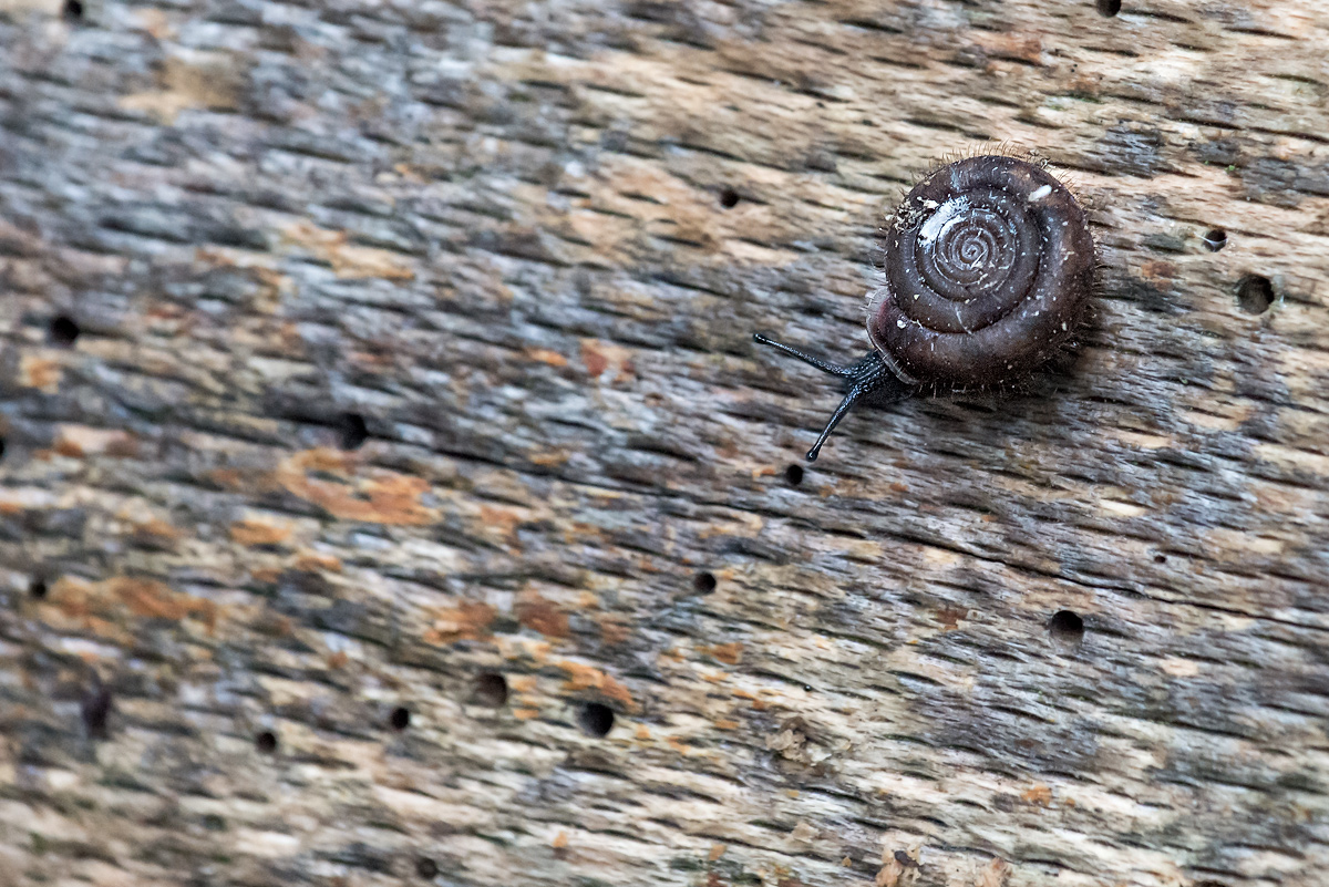 Schnecke 6001853