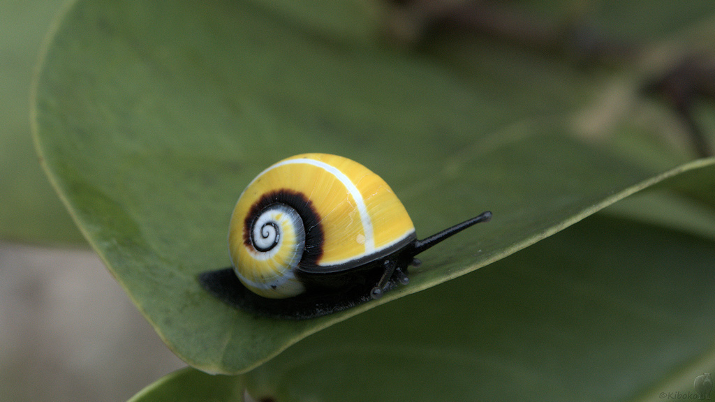 Schnecke  im Humboldt Nationalpark
9354a