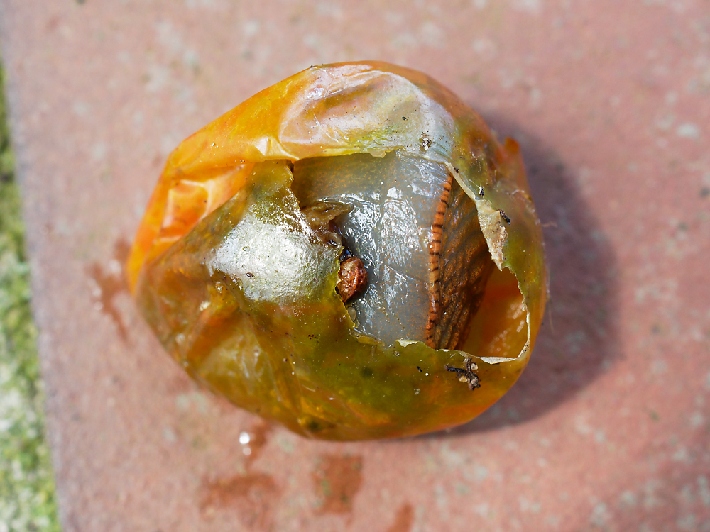 Schnecke in Tomate.jpg