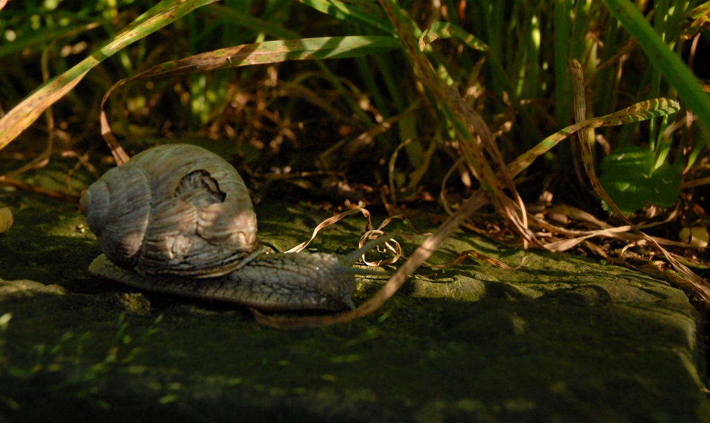 Schnecke mit Dachschaden