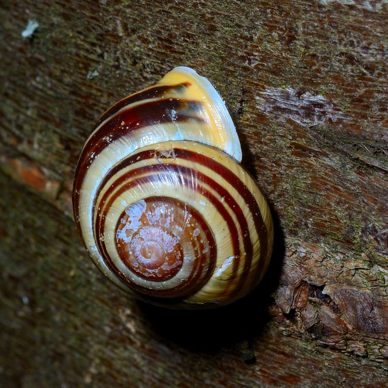 Schnecke
mit Micro Nikkor 105/4.0 Ai