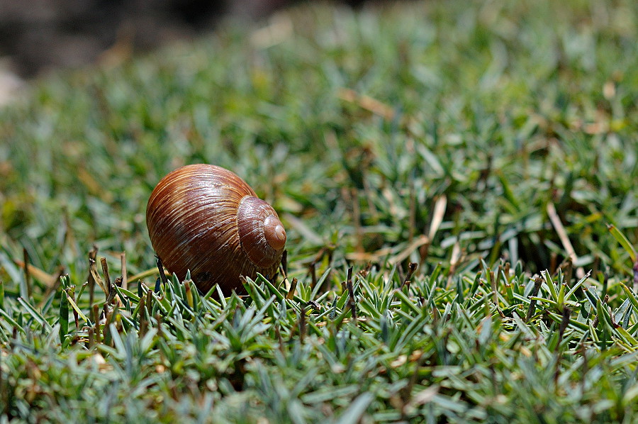 Schnecke sonnt sich im Sichtungsgarten Weihenstephan
Micro-Nikkor 105/4.0 f8