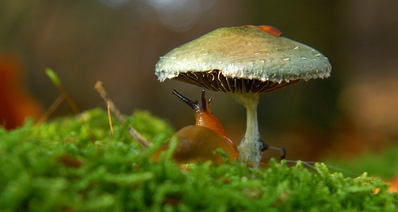 Schnecke u Pilz 2