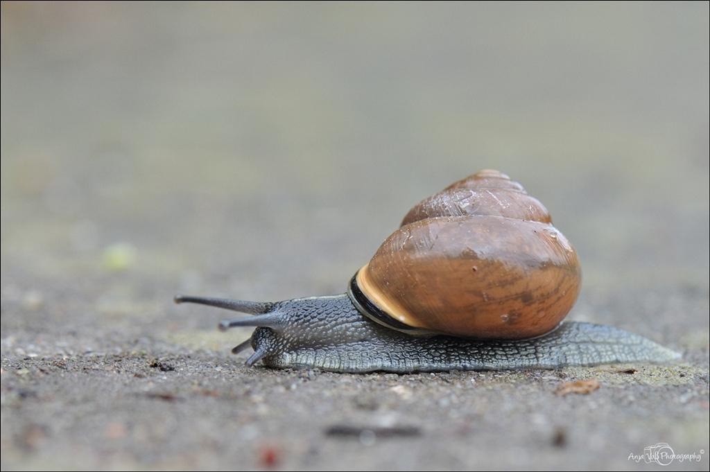Schnecke