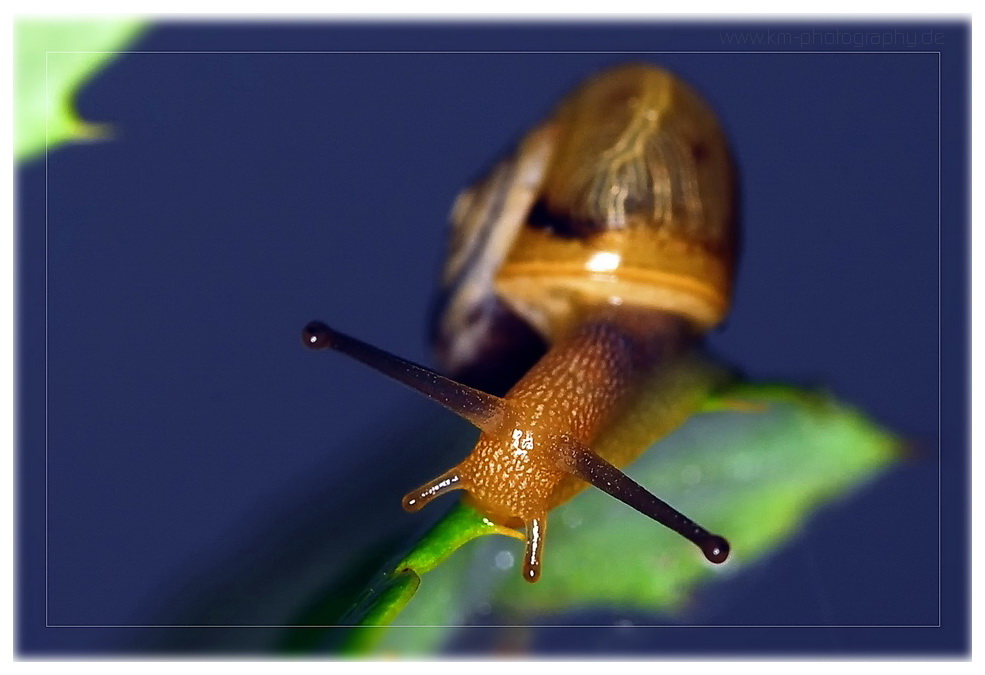 schnecke