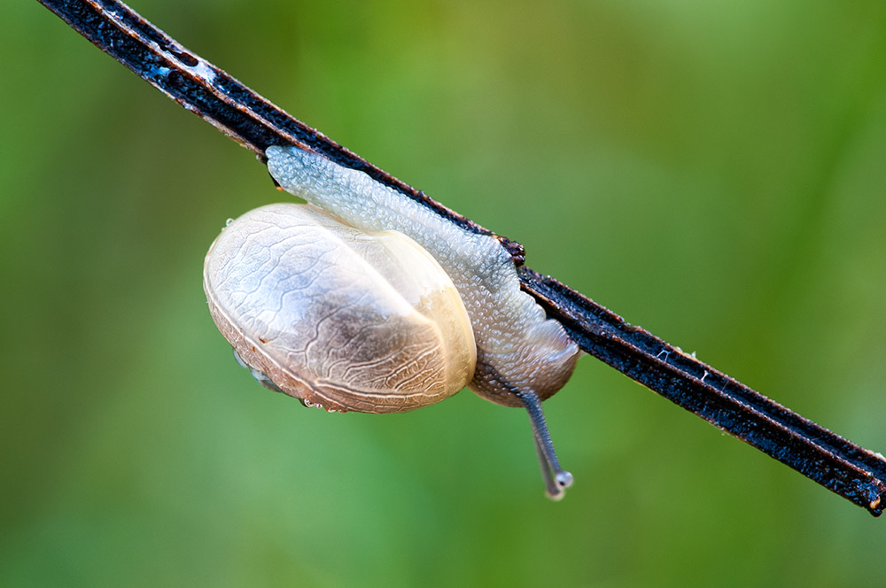 Schnecke