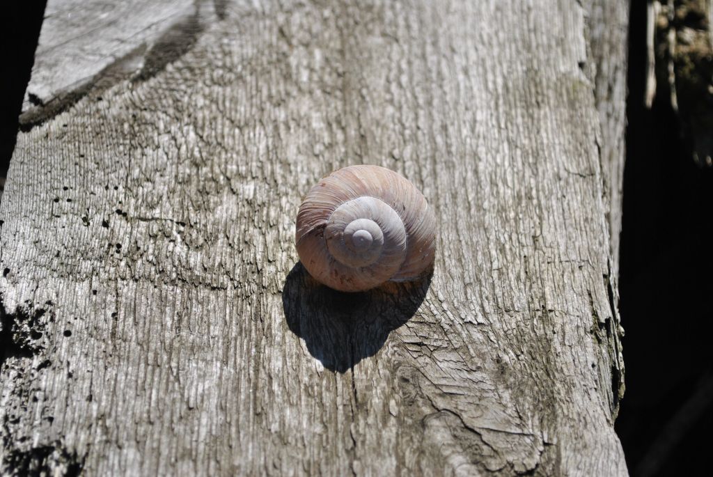 Schnecke