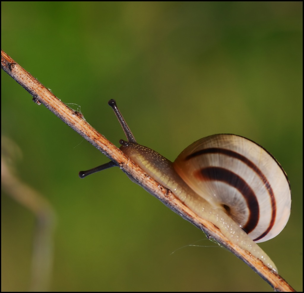schnecke