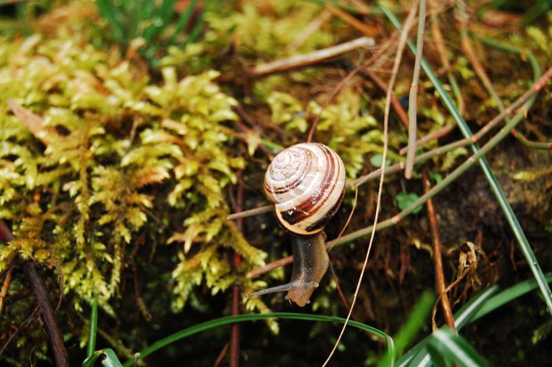 Schnecke