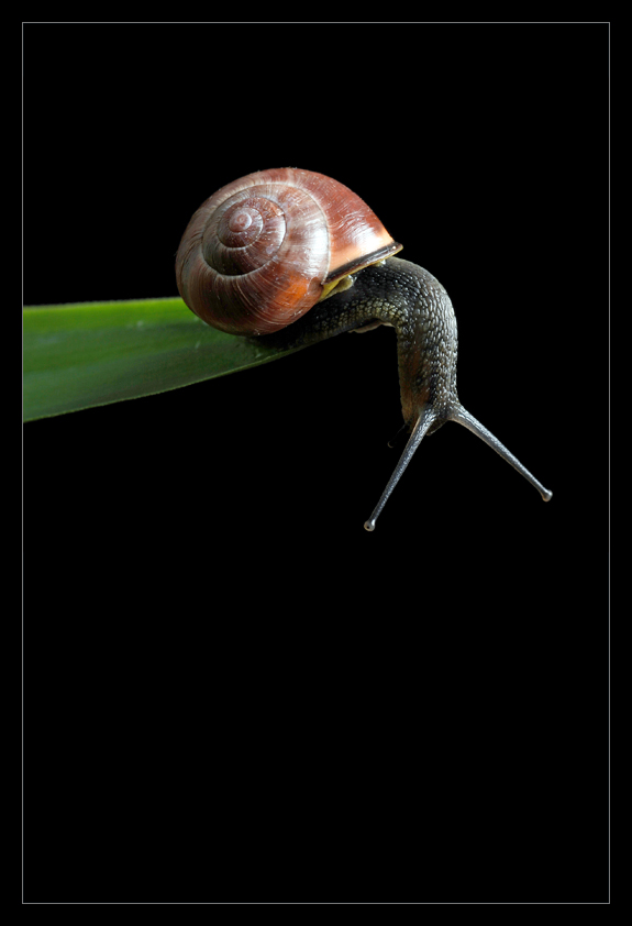 schnecke