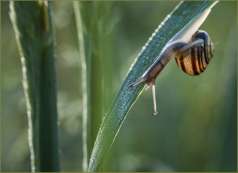 Schnecke