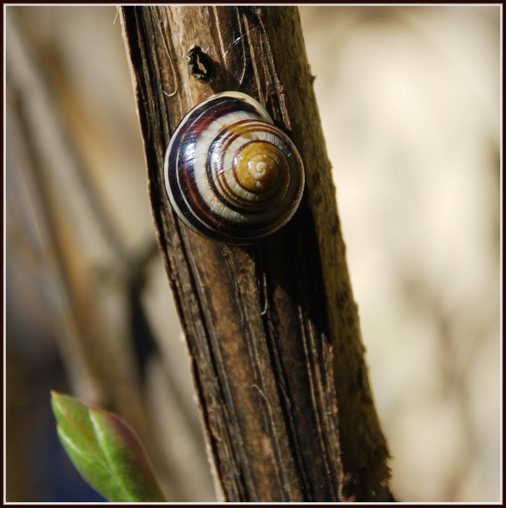 schnecke