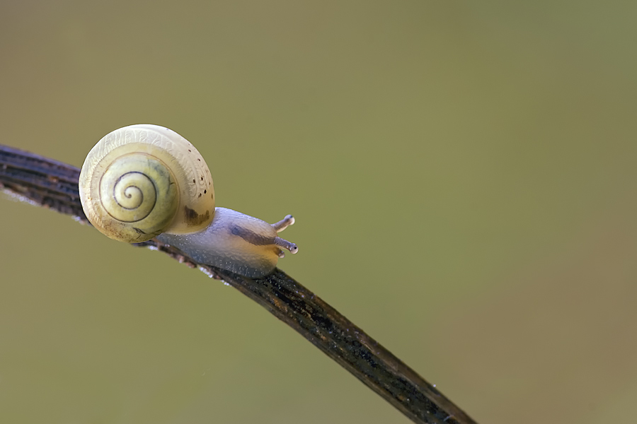 schnecke
