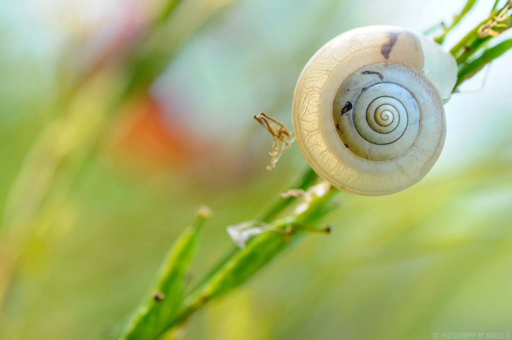 schnecke