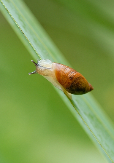 Schnecke