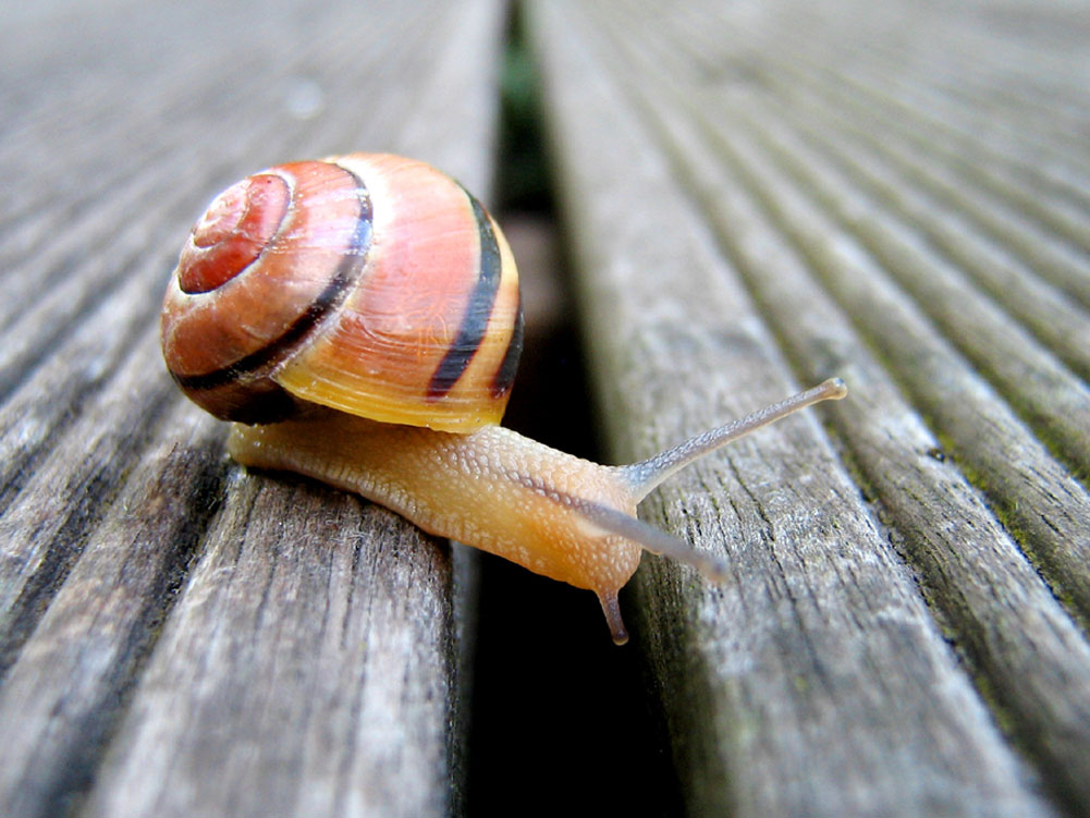 Schnecke