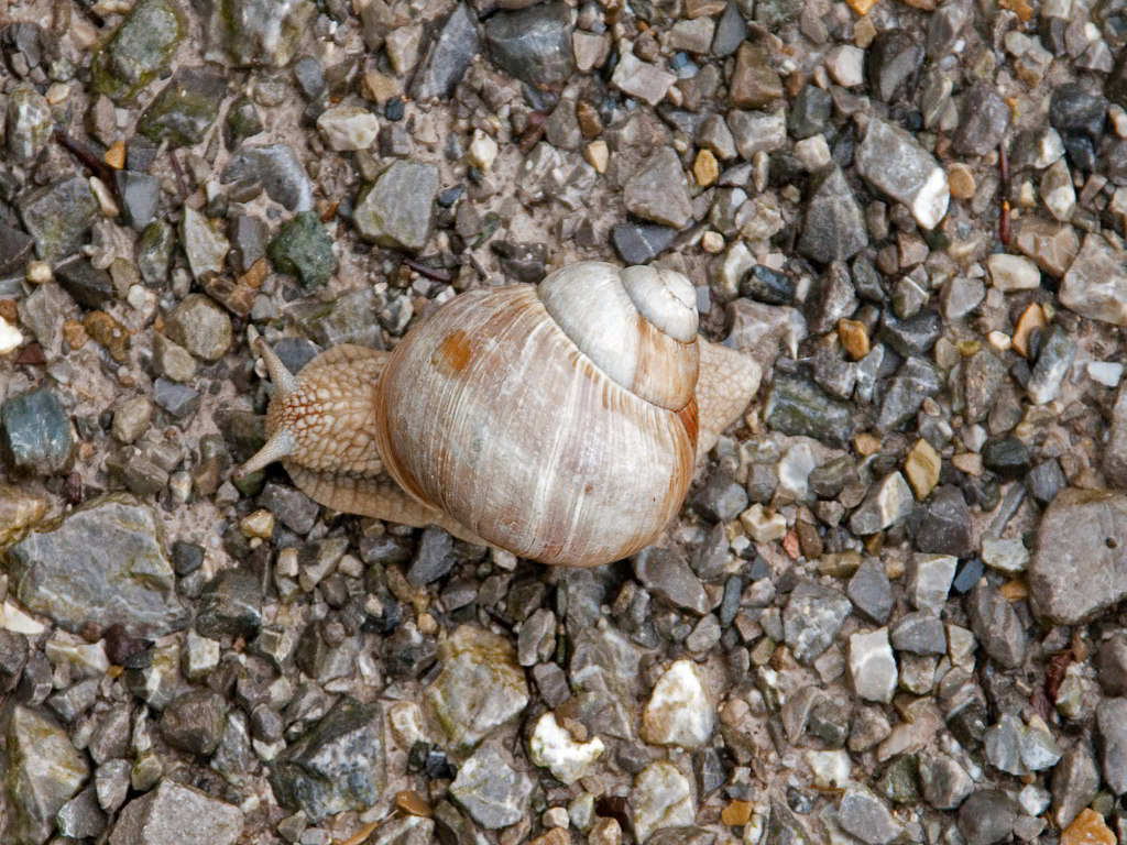 Schnecke