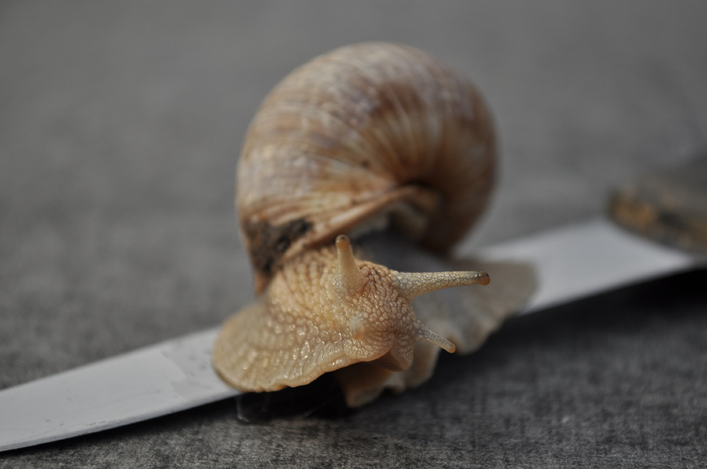 Schnecke01