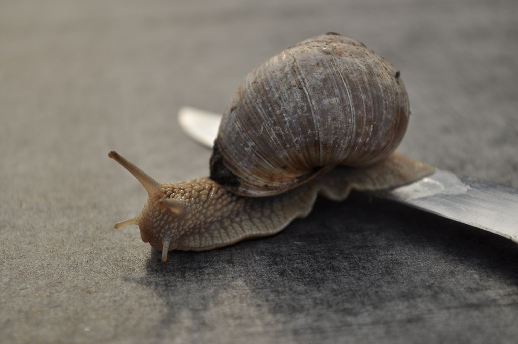 Schnecke02