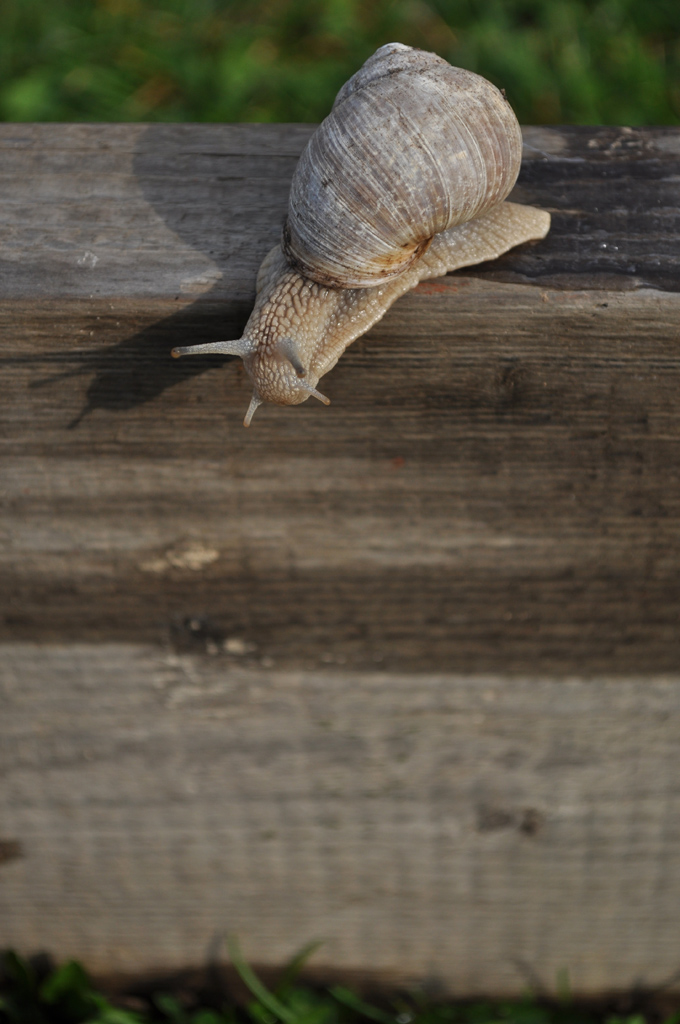 Schnecke03