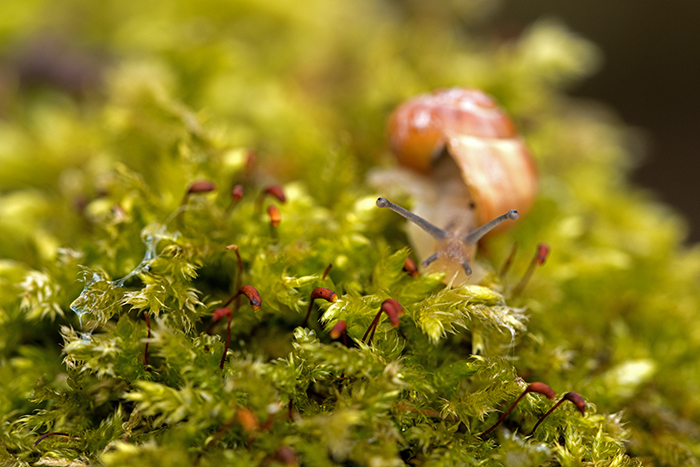Schnecke035