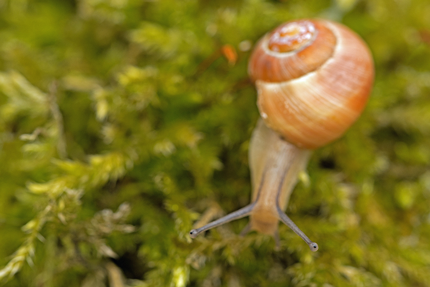 Schnecke039