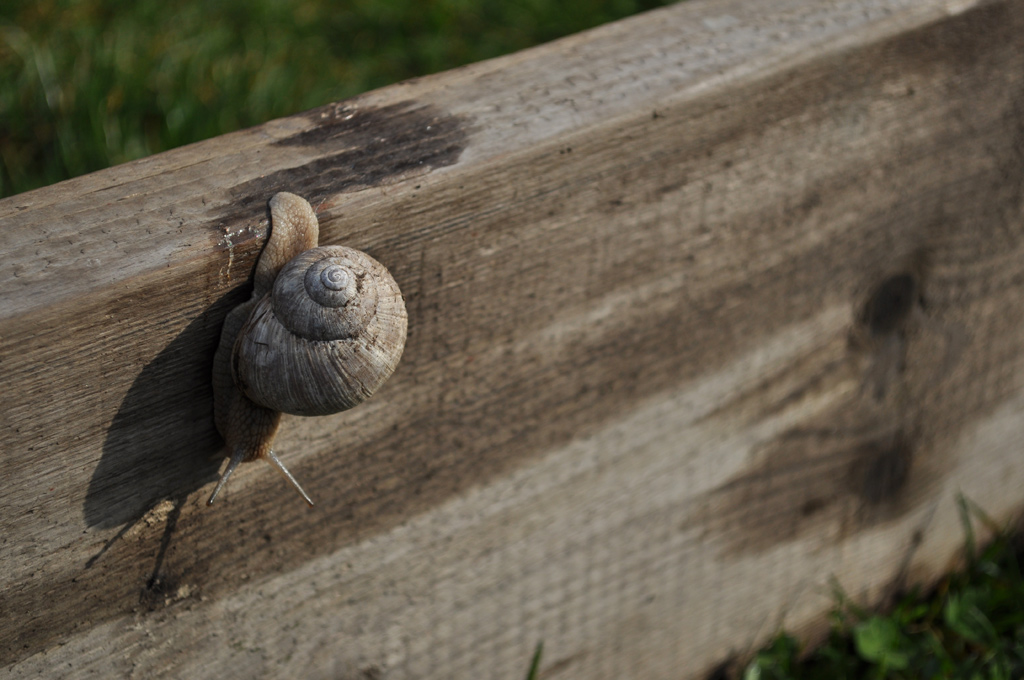 Schnecke05